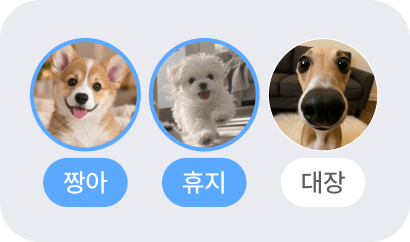 참여 반려견 반영